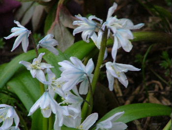 Puschkinia scilloides var. libanotica Buishyacint bestellen